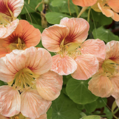 Lichořeřišnice 'Tip Top Apricot' - Tropaeolum minus 'Tip Top Apricot'