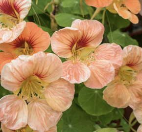 Lichořeřišnice 'Tip Top Apricot' - Tropaeolum minus 'Tip Top Apricot'
