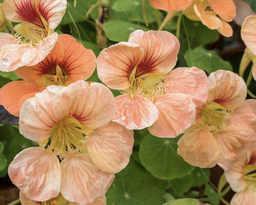 Lichořeřišnice 'Tip Top Apricot'