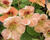 Lichořeřišnice 'Tip Top Apricot'
