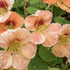 Tropaeolum minus 'Tip Top Apricot'.png