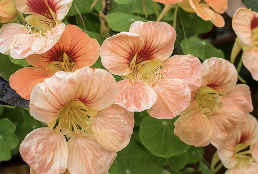 Lichořeřišnice 'Tip Top Apricot' - Tropaeolum minus 'Tip Top Apricot'