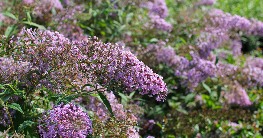Buddleja