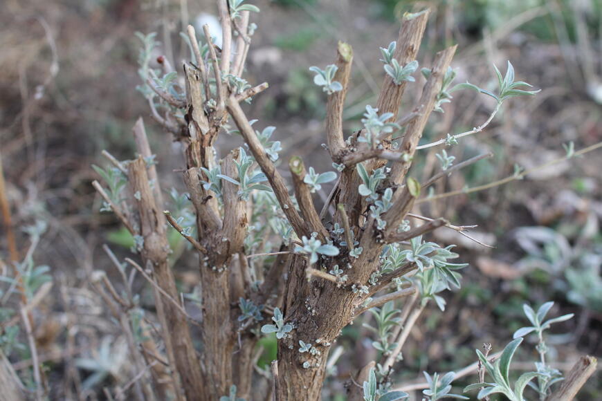 motýlí keř po řezu