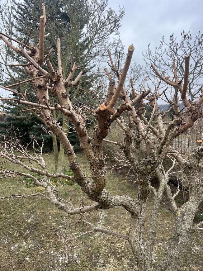 Ruj vlasatá po řezu