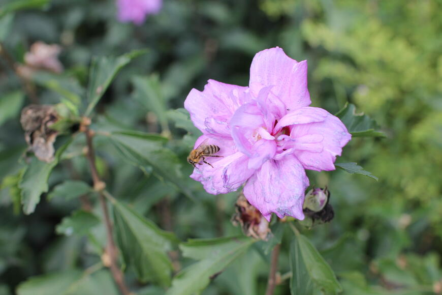 Hibiscus syriacus ''Ardens''