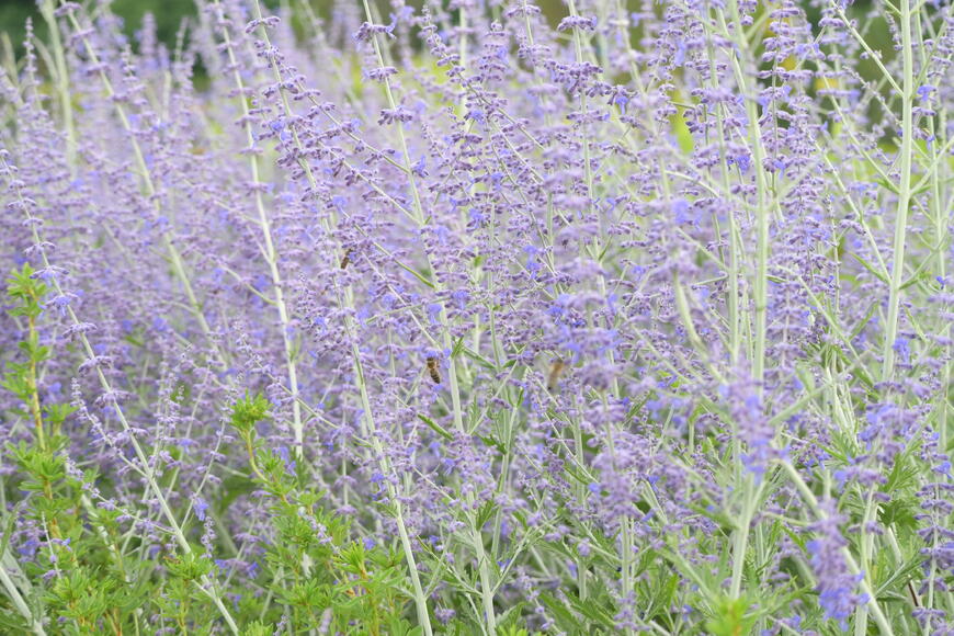 Perovskia atriplicifolia ''Blue Spire''_2