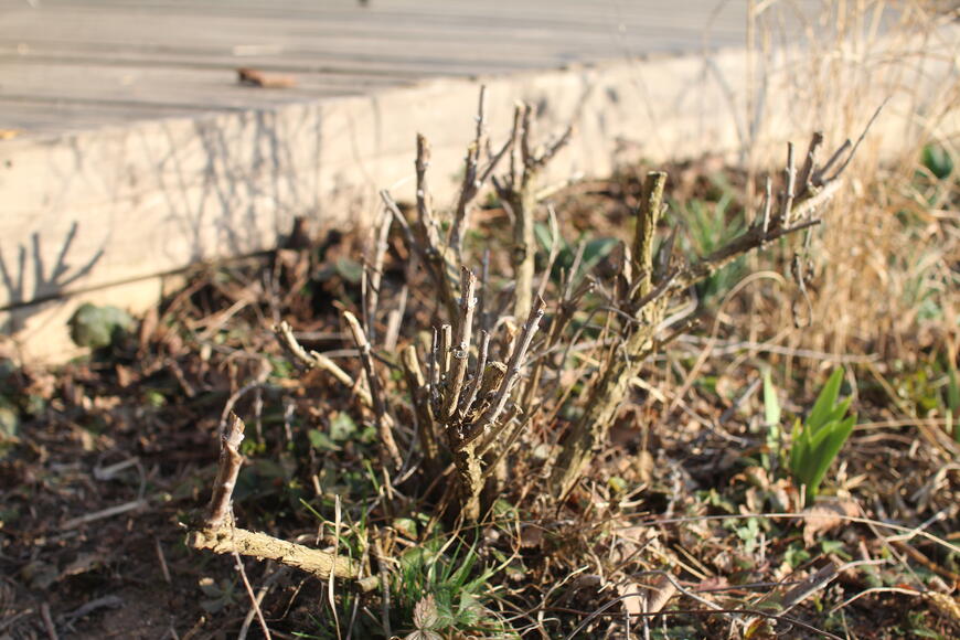 Perovskie po střihu