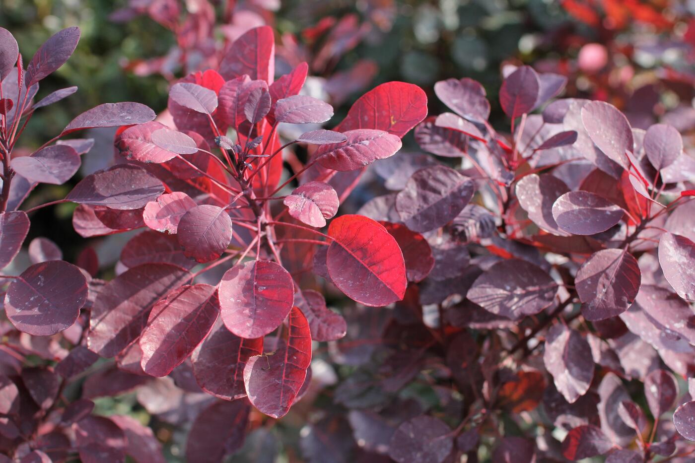 Cotinus coggygria ''Dusky Maiden''_01