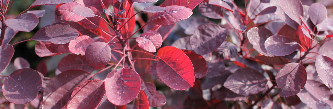Cotinus coggygria ''Dusky Maiden''_01
