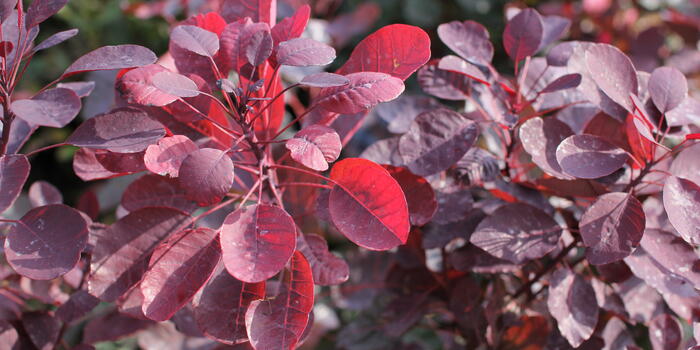 Cotinus coggygria ''Dusky Maiden''_01
