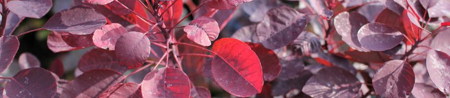 Cotinus coggygria ''Dusky Maiden''_01