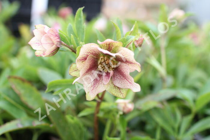 Čemeřice východní 'Double Light Rose' - Helleborus orientalis 'Double Light Rose'