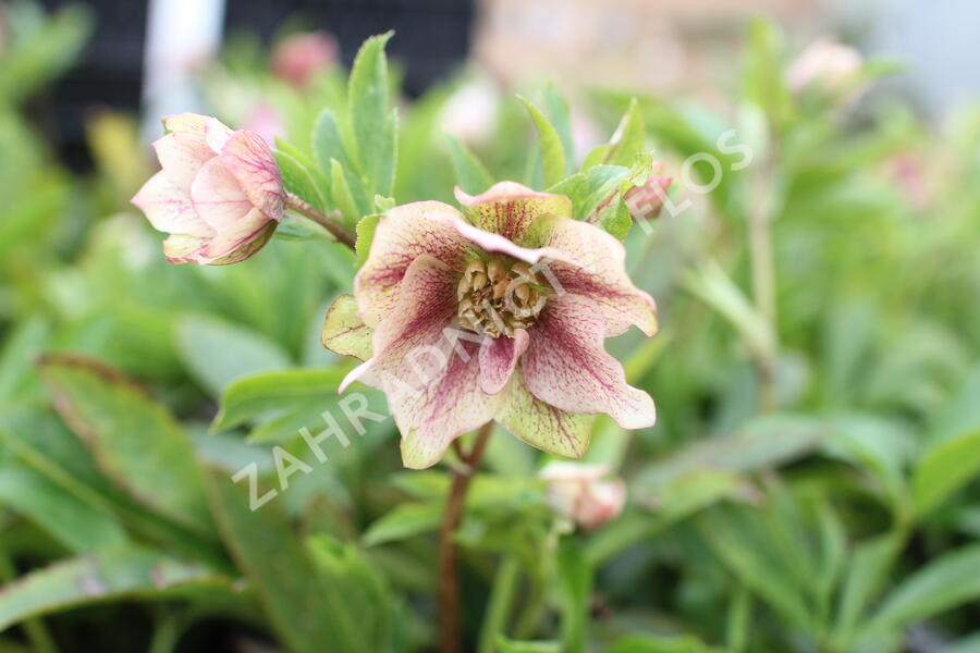 Čemeřice východní 'Double Light Rose' - Helleborus orientalis 'Double Light Rose'