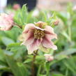 Čemeřice východní 'Double Light Rose' - Helleborus orientalis 'Double Light Rose'
