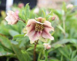Čemeřice východní 'Double Light Rose'