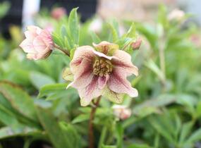 Čemeřice východní 'Double Light Rose' - Helleborus orientalis 'Double Light Rose'