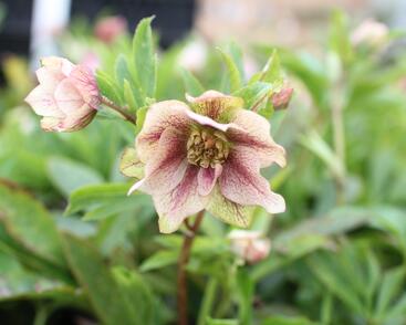 Čemeřice východní 'Double Light Rose'