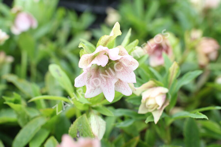 Čemeřice východní 'Double Light Rose' - Helleborus orientalis 'Double Light Rose'