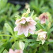 Čemeřice východní 'Double Light Rose' - Helleborus orientalis 'Double Light Rose'