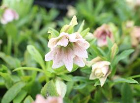 Čemeřice východní 'Double Light Rose' - Helleborus orientalis 'Double Light Rose'