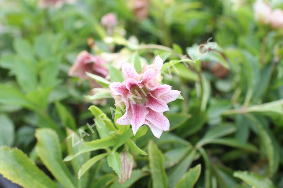 Čemeřice východní 'Double Light Rose' - Helleborus orientalis 'Double Light Rose'