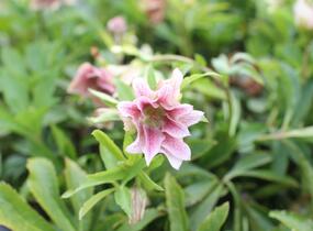 Čemeřice východní 'Double Light Rose' - Helleborus orientalis 'Double Light Rose'