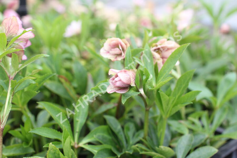 Čemeřice východní 'Double Light Rose' - Helleborus orientalis 'Double Light Rose'