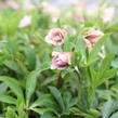 Čemeřice východní 'Double Light Rose' - Helleborus orientalis 'Double Light Rose'