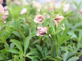 Čemeřice východní 'Double Light Rose' - Helleborus orientalis 'Double Light Rose'