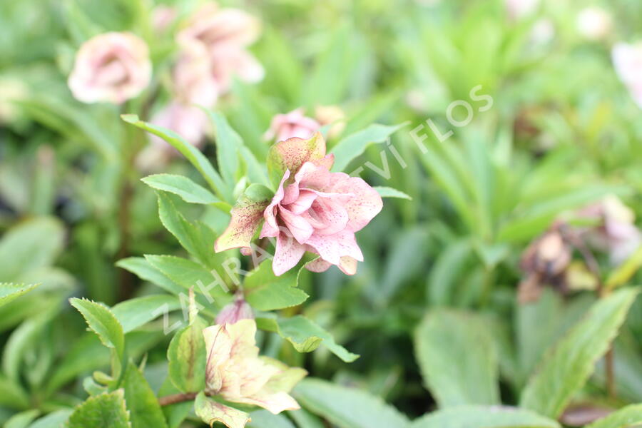 Čemeřice východní 'Double Light Rose' - Helleborus orientalis 'Double Light Rose'