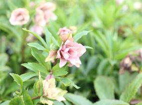 Čemeřice východní 'Double Light Rose' - Helleborus orientalis 'Double Light Rose'