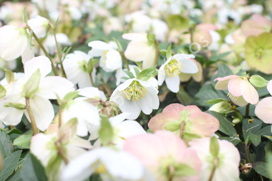 Čemeřice černá 'Mon Bijou' - Helleborus niger 'Mon Bijou'