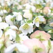 Čemeřice černá 'Mon Bijou' - Helleborus niger 'Mon Bijou'