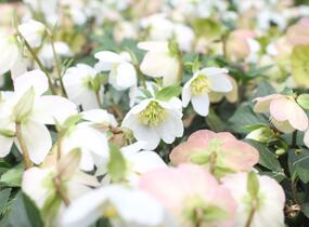 Čemeřice černá 'Mon Bijou' - Helleborus niger 'Mon Bijou'