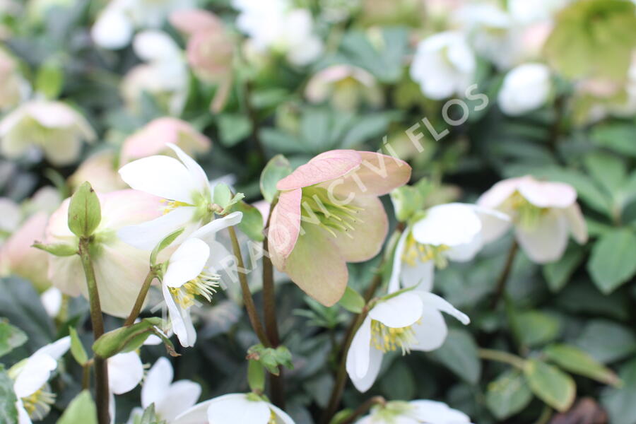 Čemeřice černá 'Mon Bijou' - Helleborus niger 'Mon Bijou'