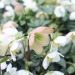 Čemeřice černá 'Mon Bijou' - Helleborus niger 'Mon Bijou'