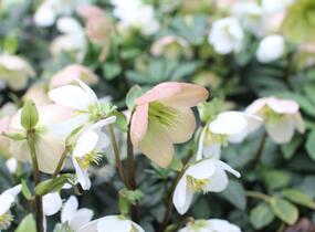 Čemeřice černá 'Mon Bijou' - Helleborus niger 'Mon Bijou'