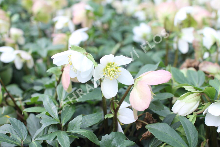 Čemeřice černá 'Mon Bijou' - Helleborus niger 'Mon Bijou'