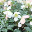 Čemeřice černá 'Mon Bijou' - Helleborus niger 'Mon Bijou'
