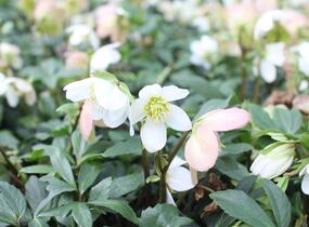 Čemeřice černá 'Mon Bijou' - Helleborus niger 'Mon Bijou'