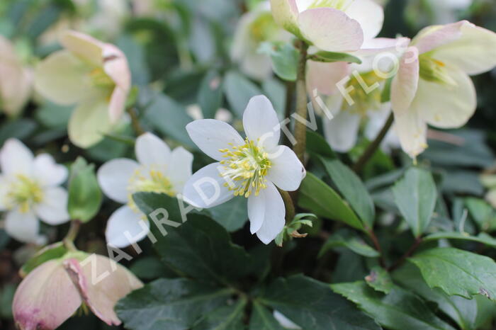 Čemeřice černá 'Mon Bijou' - Helleborus niger 'Mon Bijou'