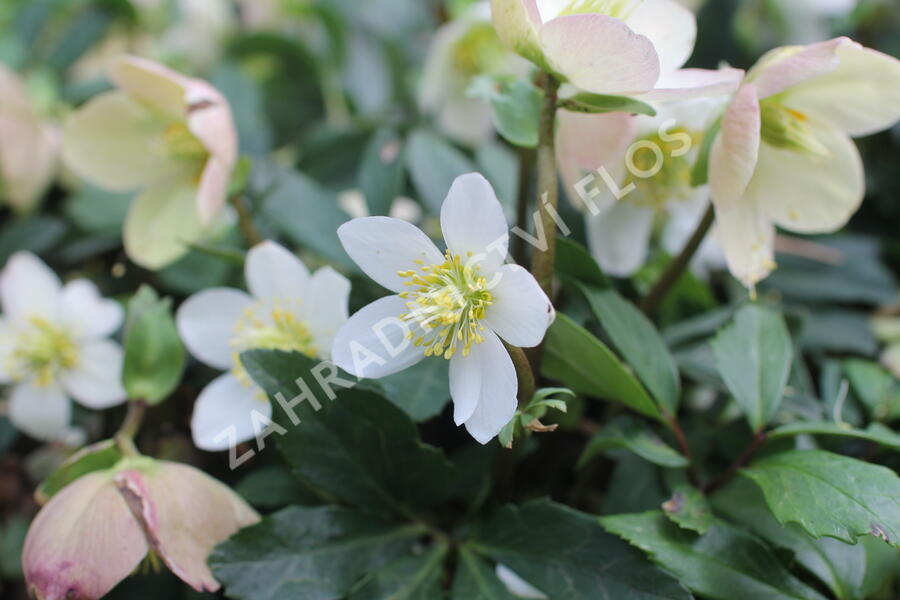 Čemeřice černá 'Mon Bijou' - Helleborus niger 'Mon Bijou'