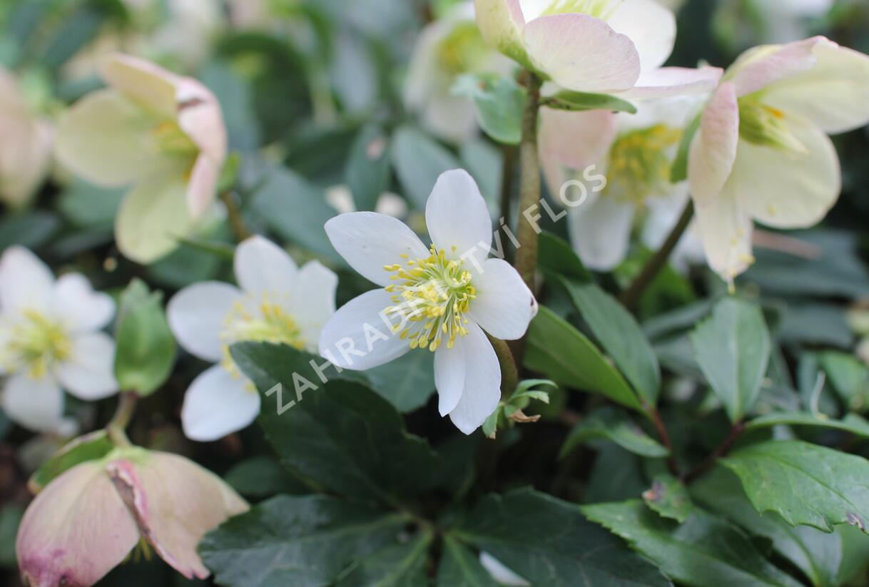 Čemeřice černá 'Mon Bijou' - Helleborus niger 'Mon Bijou'