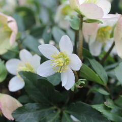 Čemeřice černá 'Mon Bijou' - Helleborus niger 'Mon Bijou'