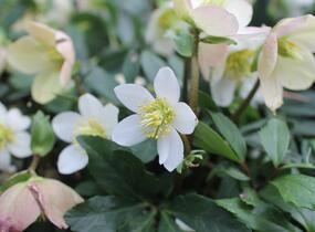 Čemeřice černá 'Mon Bijou' - Helleborus niger 'Mon Bijou'
