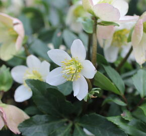 Čemeřice černá 'Mon Bijou' - Helleborus niger 'Mon Bijou'