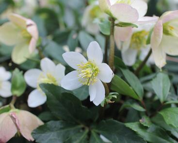 Čemeřice černá 'Mon Bijou'