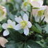 Helleborus niger 'Mon Bijou'.JPG