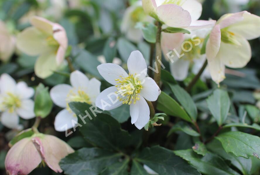 Čemeřice černá 'Mon Bijou' - Helleborus niger 'Mon Bijou'
